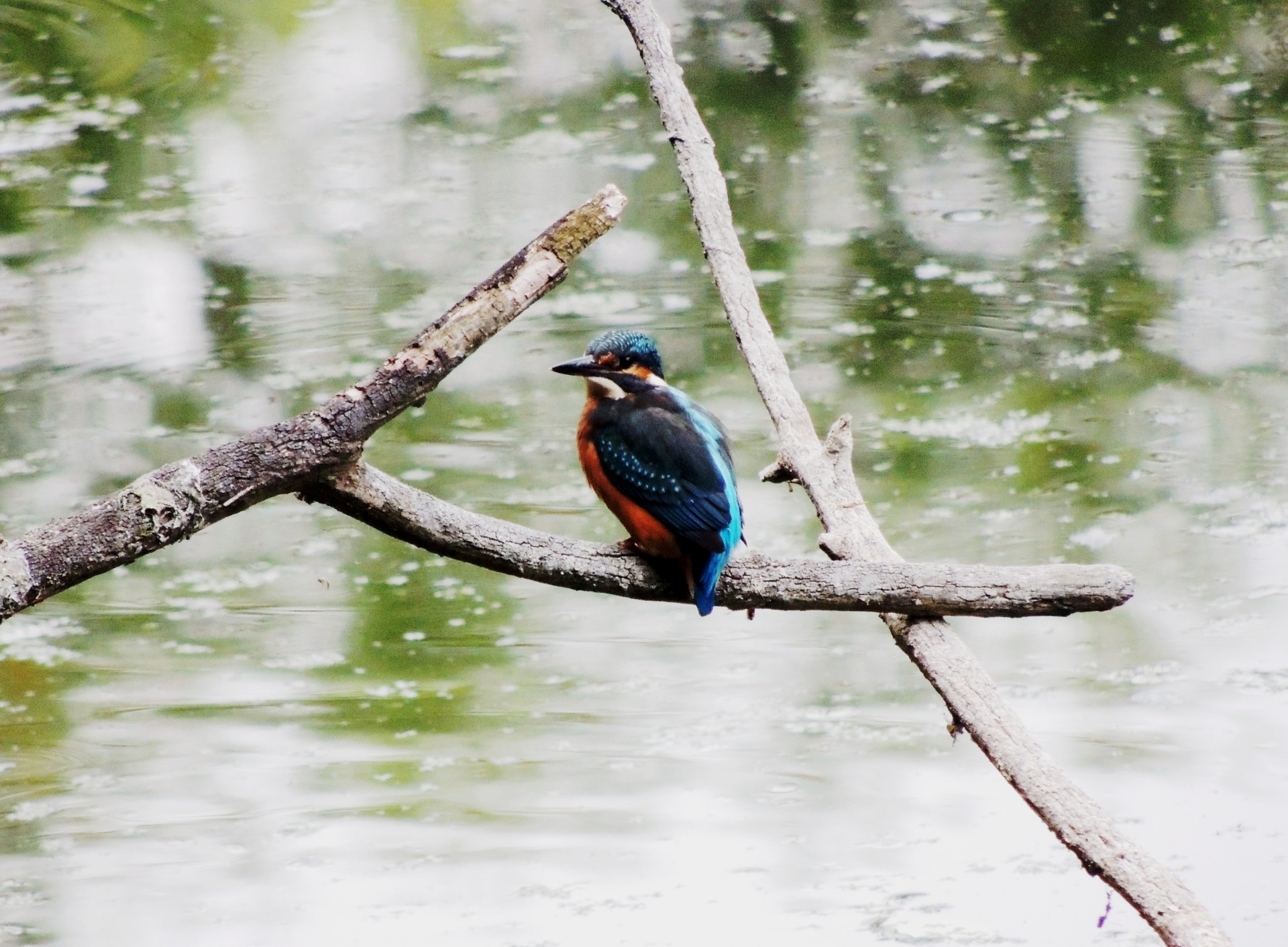 Ein bunter Vogel sitzt auf einem Ast am Wasser