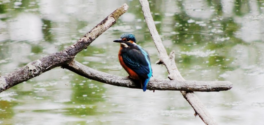 Ein bunter Vogel sitzt auf einem Ast am Wasser