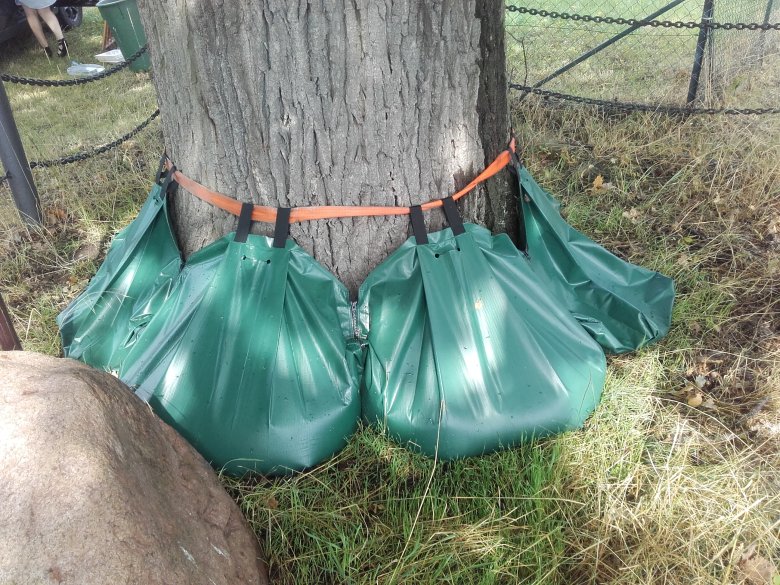 Foto: Mehrere Wassersäcke an einem Baum