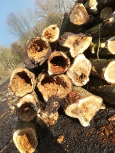 Foto der gefällten Pappeln