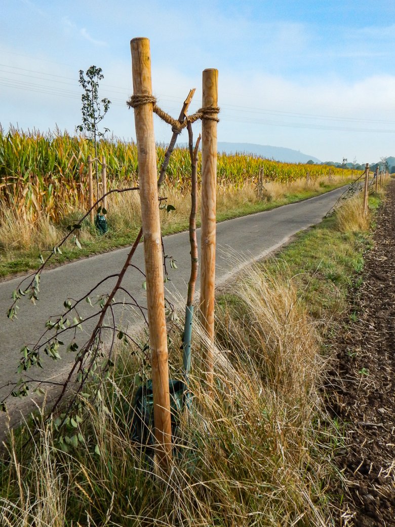 Abgeknickte Bäume