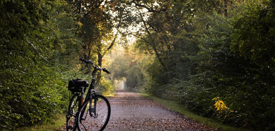 Ein Fahrrad im Wald