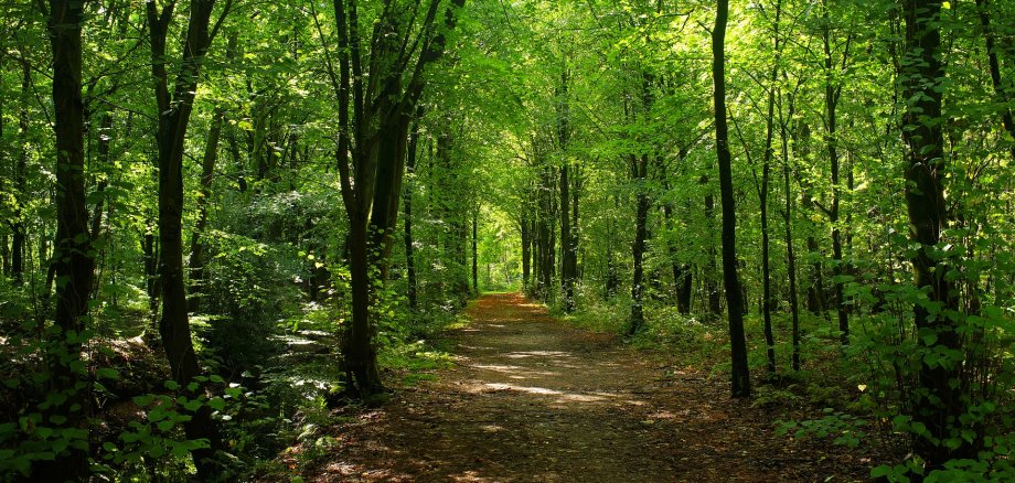 Bäume und Wald