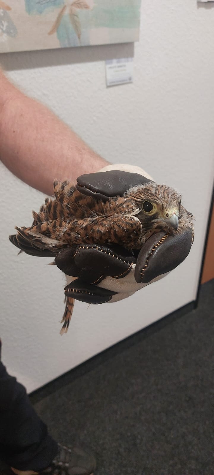 Wie gut! Ich werde zurückgebracht ins Nest.