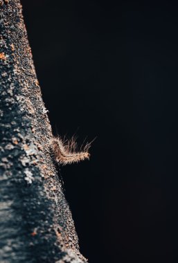 Eine Raupe sitzt auf einem Baum