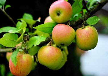 Goldparmäne Goldparmäne